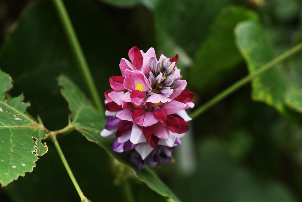 Flora